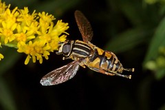 Flies in Flight: Hoverflies - Diptera Syrphidae -   Fliegende Fliegen: Schwebfliegen