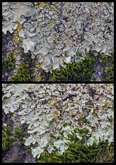 all lichens 6th set