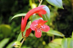 Aeschynanthus rhododendron (Gesneriaceae)