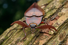 Beetles of Borneo