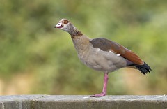 Egyptian Geese.