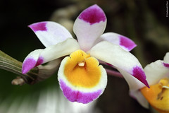 Dendrobium pendulum (Orchidaceae)