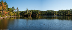Peak fall foliage at Harold Parker State Forest