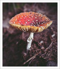Pilze (fungus & mushrooms)