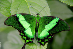 Papilio palingrus (Papilionidae)