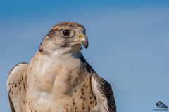 Falco Sacro (Falco cherrug)
