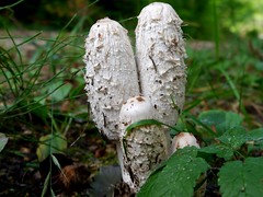Pilze (essbar) / Mushrooms (edible)