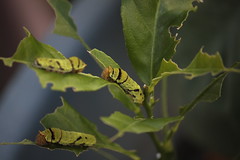 Amazing Nature - Butterfly Caterpillar