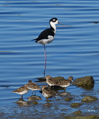 Shorebirds, Ducks, Water Fowl