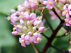 Ardisia pyramidalis (Primulaceae)