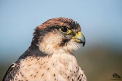 Falco Lanario (Falco biarmicus)