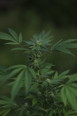 Marijuana Growing 2020