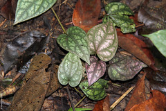 Piper cf. sylvaticum (Piperaceae)