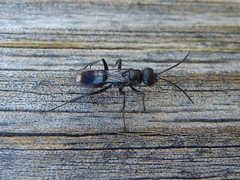 Hymenoptera - Pompilid (Spider Hunting Wasp)