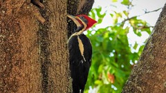 Pica-pau-de-banda-branca - Lineated Woodpecker