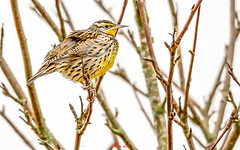 Lark(Western Meadowlark) 西美洲草地鹨(温252)