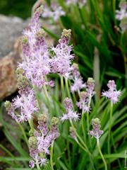 Barnadia japonica (Asparagaceae)