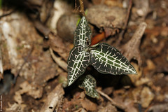Goodyera sp. (Orchidaceae)