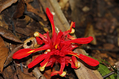 Etlingera coccinea (Zingiberaceae)