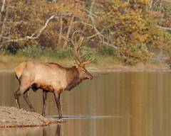 Pennsylvania Elk 2020