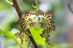 Monodora crispata (Annonaceae)