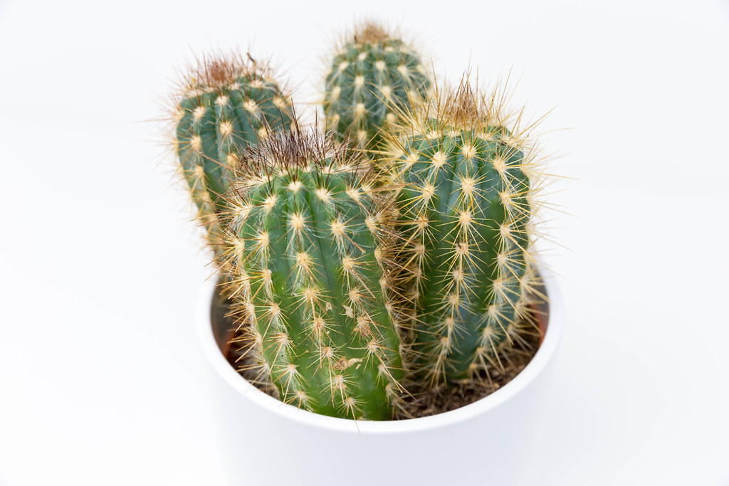 Close-up of four mini cactus plants with spikes planted in a white pot on white background