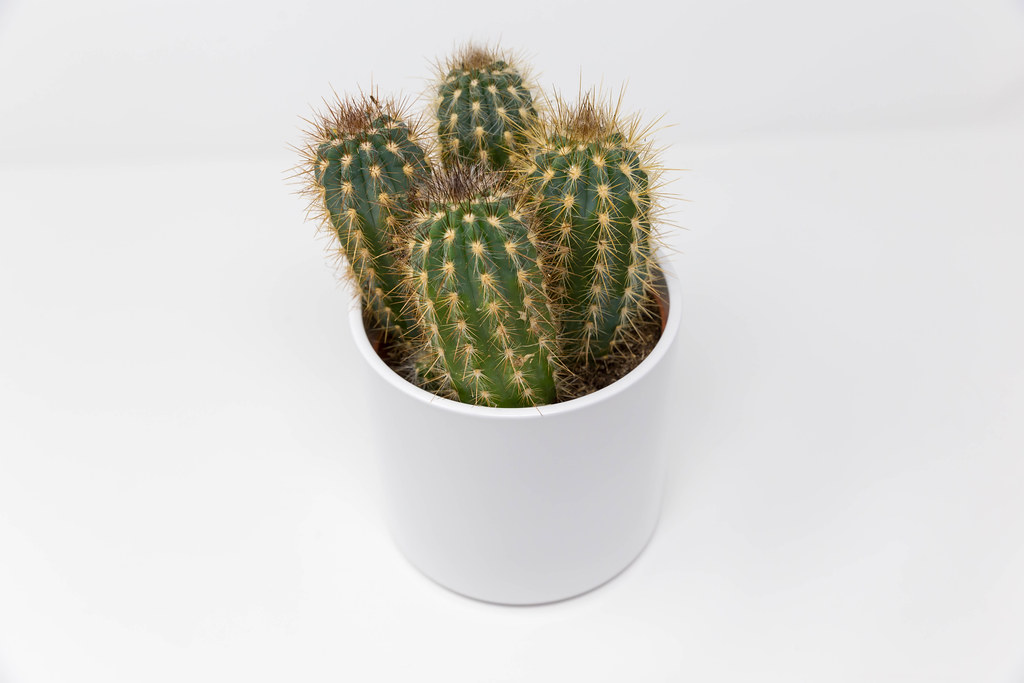 Four small cacti in a white pot on white background