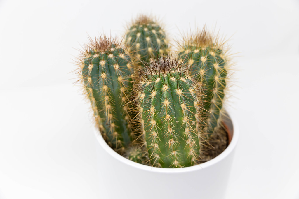 Nahaufnahme von vier Mini-Kaktuspflanzen in einem weißen Topf auf weißem Hintergrund