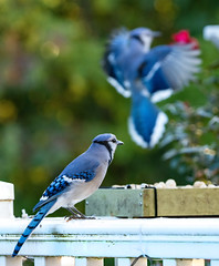 backyard birds