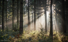 Woodland Crepuscular Rays