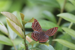 Butterflies and Moths ( 1 )