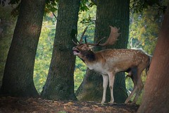 Deer Rut