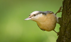 Nuthatches and Treecreepers