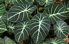 Alocasia reginula (Araceae)