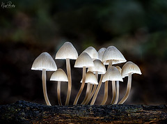 Fungi and related organisms