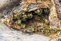 Wasps (Vespidae)