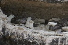 Fulmar boréal- Northern Fulmar (Fulmarus glacialis)