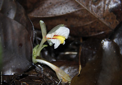 Elettariopsis sp. (Zingiberaceae)