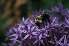Bees/Abeilles et Bourdons
