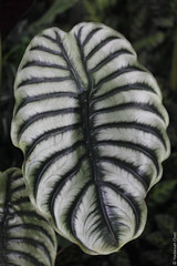Alocasia cuprea (Araceae)