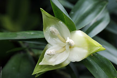 Freycinetia scandens (Pandanaceae)