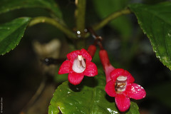 Cyrtandra ?clarkei (Gesneriaceae)