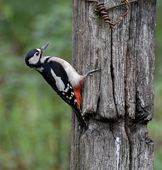 Great Spotted Woodpeckers