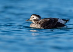 Long-tailed Duck. 