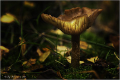 Mushroom and Fungi