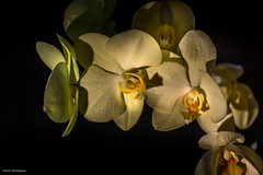 Passion orchidées