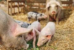 The pigs of Boer & Compagnie in Heverlee -  2020