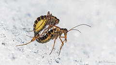 Mecoptera of Finland