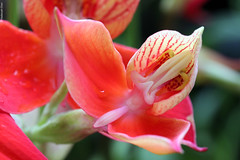 Disa hybrid (Orchidaceae)