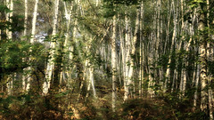 Forêt de bouleaux sous la lueur automnale. DSC_0584-Modifier